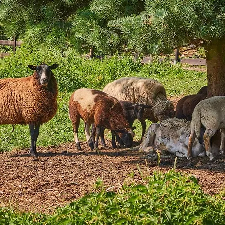 Horni Dvur 4* Nove Mesto na Morave