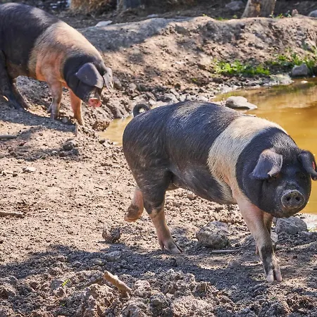 Ξενοδοχείο Horni Dvur 4*